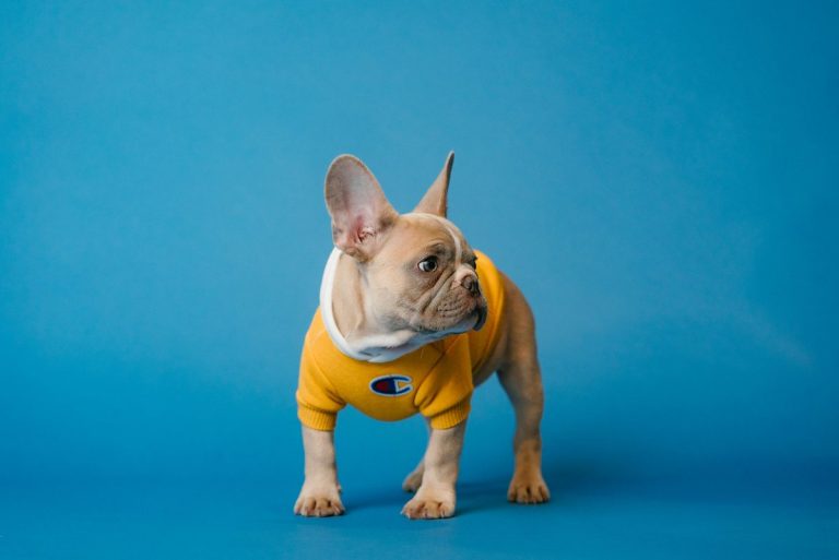 Featured image for Product/french-bulldog-valentines-sweatshirt